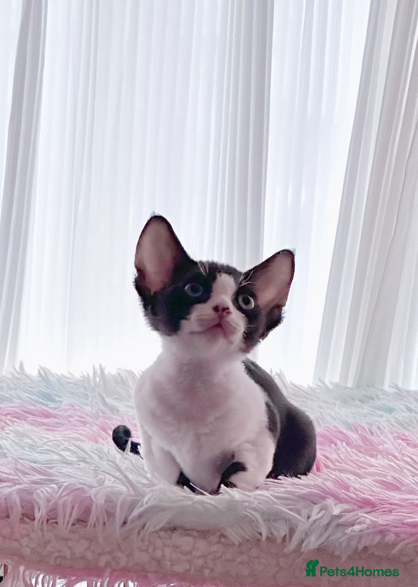 Devon Rex cats Beautiful Devon Rex kittens ❤️❤️❤️ - Advert 12