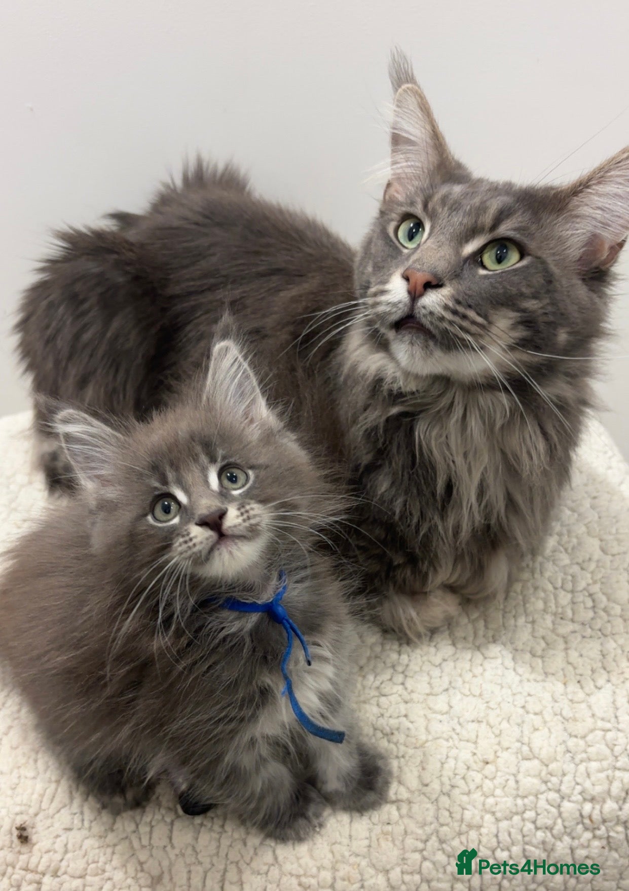 Maine Coon cats GCCF-Registered Maine Coon 🐾 Last Male available! - Advert 5