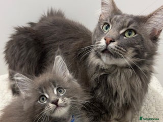 Maine Coon cats GCCF-Registered Maine Coon 🐾 Last Male available! - Advert 5