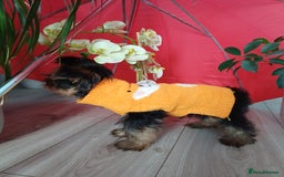 Yorkshire Terrier dogs for sale: Peace of Happiness!!! - Image 31