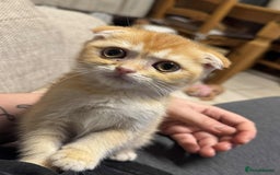 Scottish Fold cats for sale: Scottish Fold Kittens ( Delivery available) - Advert 7