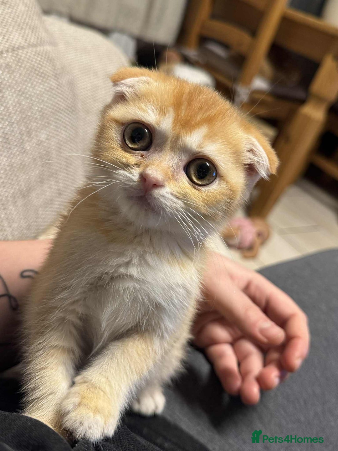 Scottish Fold cats for sale: Scottish Fold Kittens ( Delivery available) - Advert 7