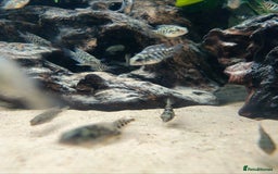 Cichlids fish for sale: True Parrots (Hoplarchus Psittacus) - Image 2