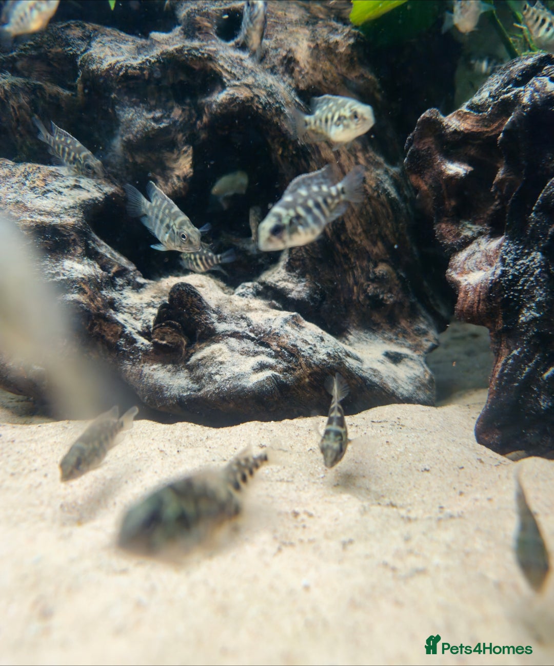 Cichlids fish for sale: True Parrots (Hoplarchus Psittacus) - Image 2