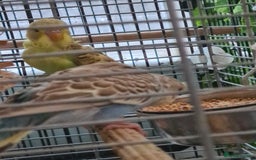 Budgerigars birds for sale: 3 X YOUNG BUDGIES WITH CAGE  - Image 5