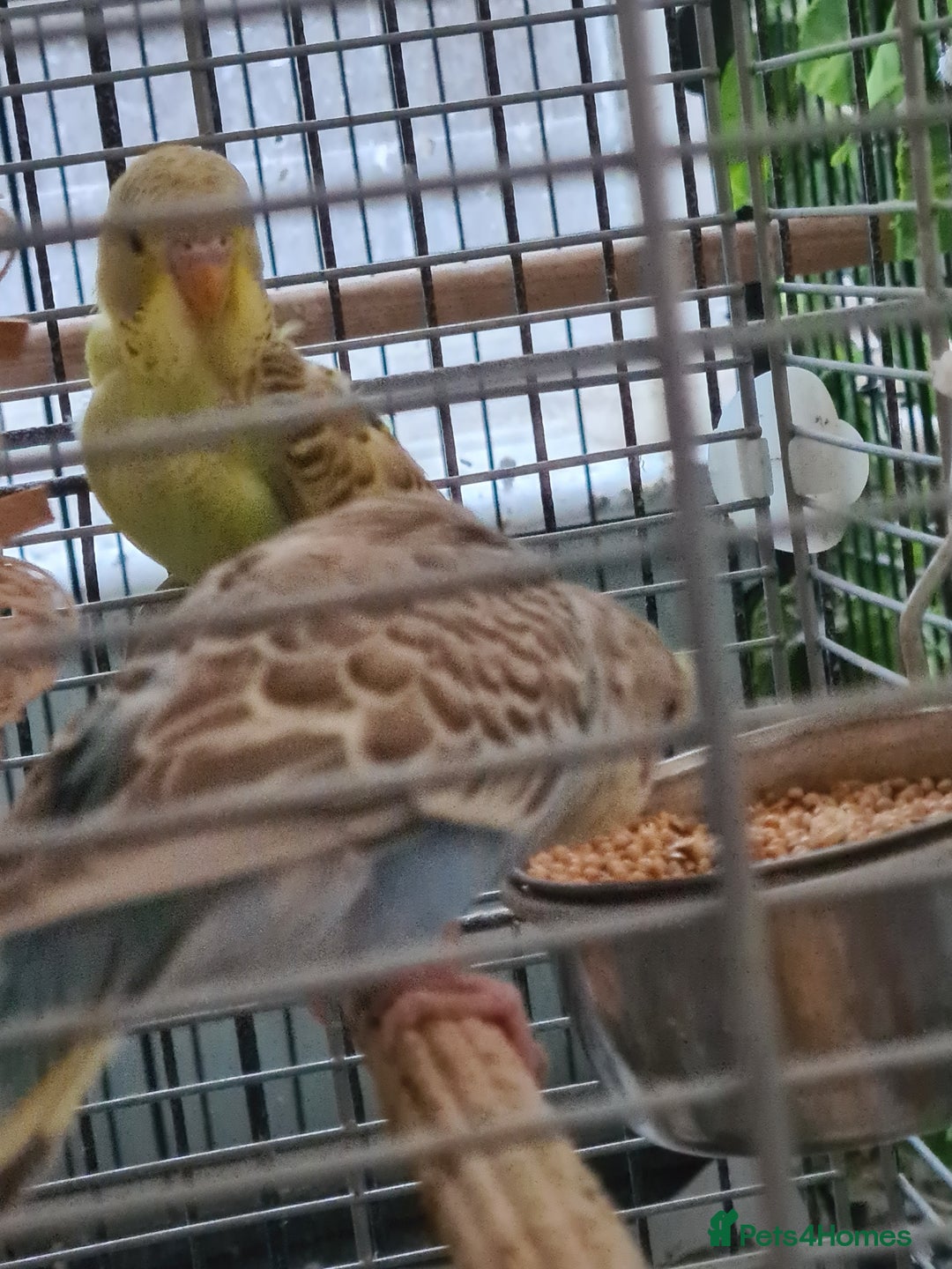 Budgerigars birds for sale: 3 X YOUNG BUDGIES WITH CAGE  - Image 5