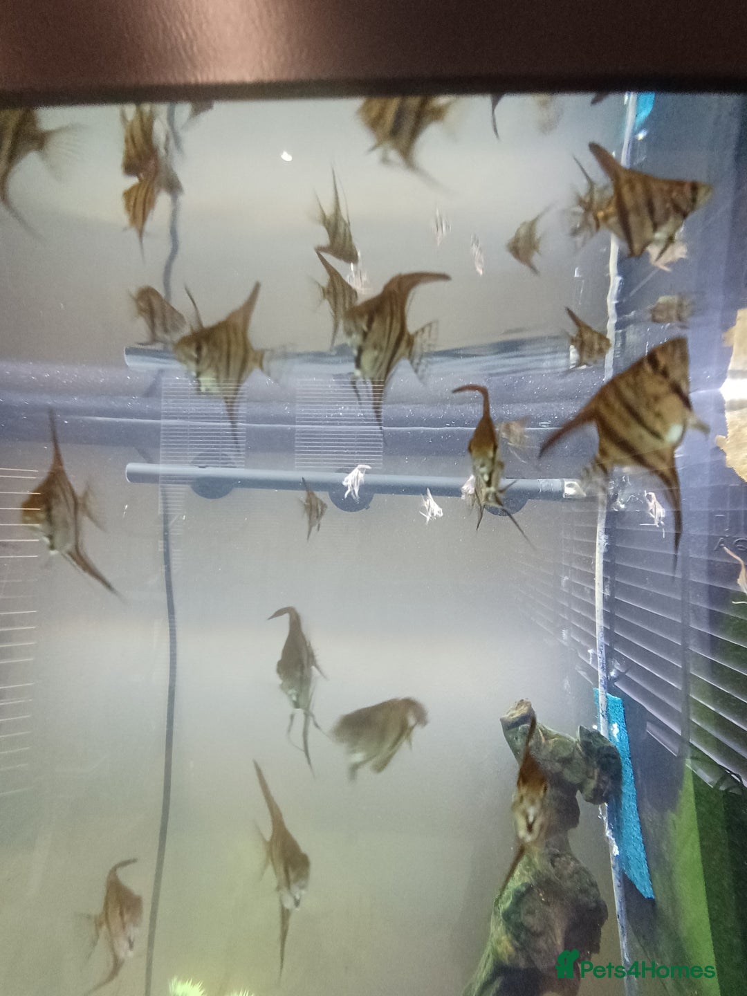 Angelfish fish for sale: Angel fish for sale  - Advert 4