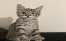 British Shorthair cats for sale: 2 Beautiful Girls Ready to Go - Image 4