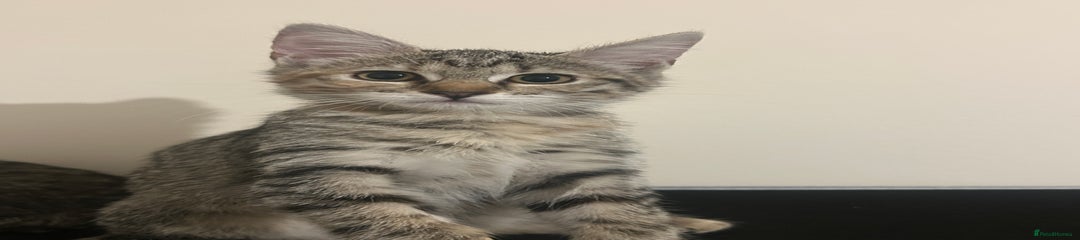 British Shorthair Kitten 2