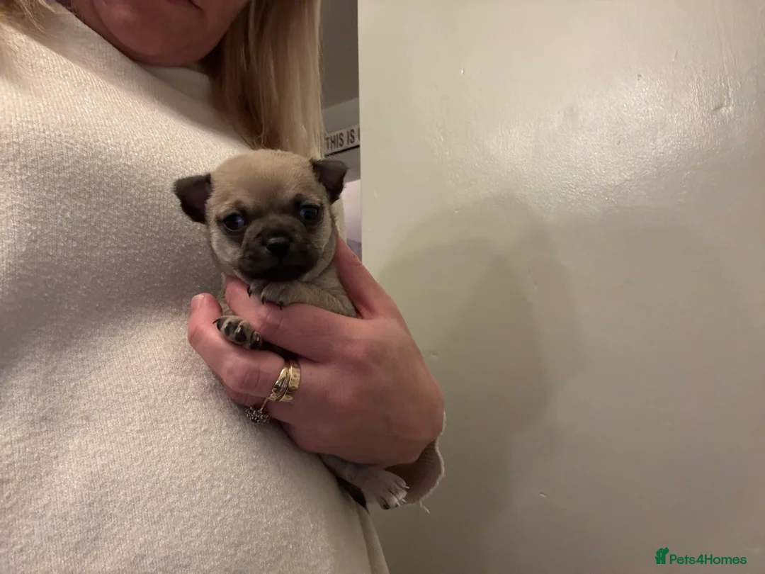 Chihuahua dogs for sale: 2 Chihuahua pups looking for their forever homes - Advert 4