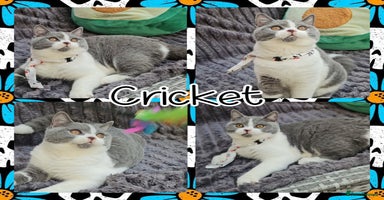 British Shorthair cats - Advert 13