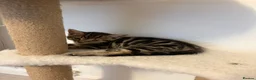 Mixed Breed cats for sale: 1 male 1 female kittens  - Advert 2
