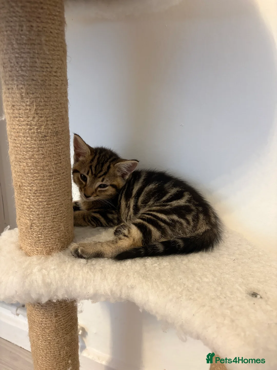 Mixed Breed cats for sale: 1 male 1 female kittens  - Advert 2