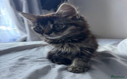 British Shorthair cats for sale: 🐾 Grey/white Tabby Kitten with White Markings - Image 12