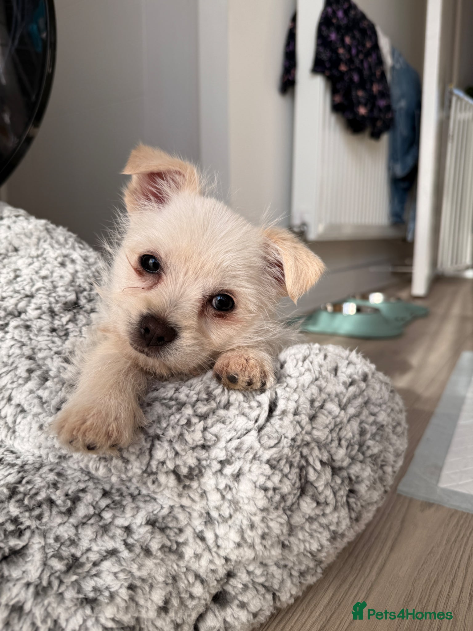 Jack Russell dogs Mini Jack Russell Terrier  - Advert 3