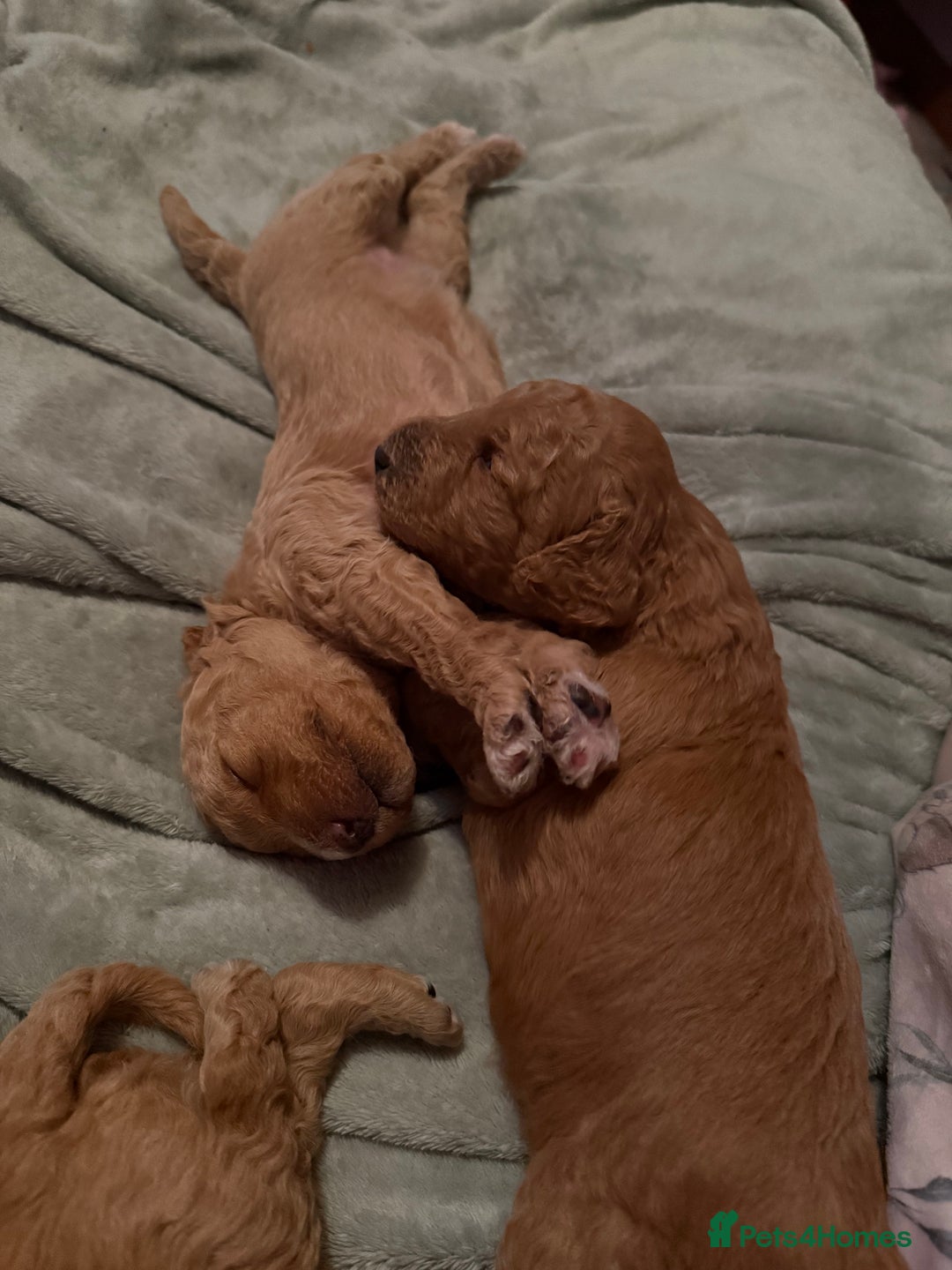 Mixed Breed dogs for sale: F1BB  - Advert 7