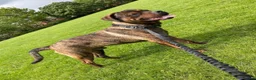 Mixed Breed dogs for sale: Rottweiler 70%/Cane Corso 30% in Burton-on-Trent - Advert 3
