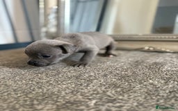 Mixed Breed dogs for sale: Frenchie x Staffy puppies  - Image 4