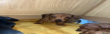 Miniature Dachshund Puppy 3