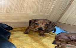 Miniature Dachshund dogs for sale: Beautiful miniature dachshund puppies  - Image 13