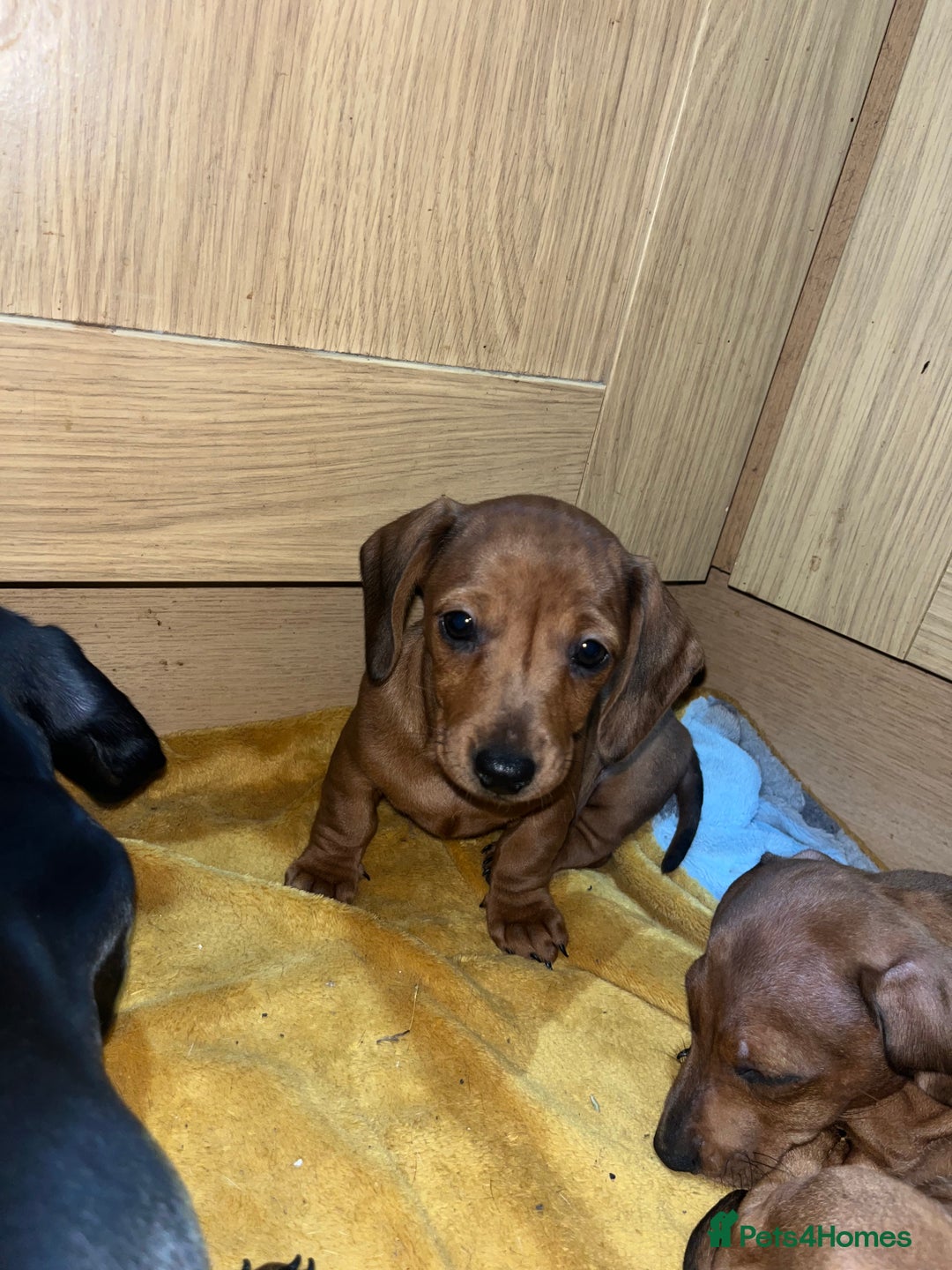 Miniature Dachshund dogs for sale: Beautiful miniature dachshund puppies  - Image 13