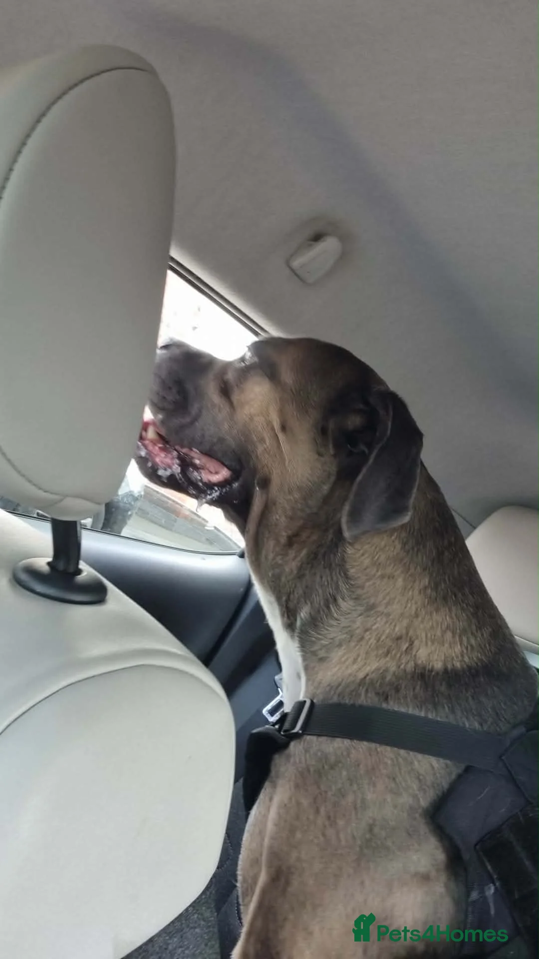 Cane Corso dogs for sale: 2 yr old cane corso  in Chesterfield - Advert 3