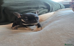 French Bulldog dogs for sale: frenchie pups merle ready now - Image 2