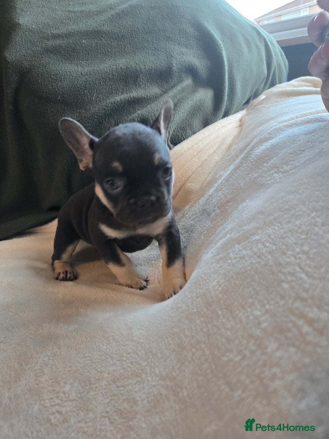 French Bulldog dogs for sale: frenchie pups merle ready now - Image 2