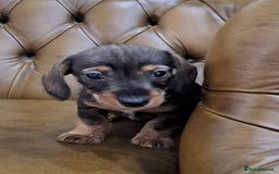 Miniature Dachshund dogs for sale: Wired hair miniature Dachshunds  - Image 6