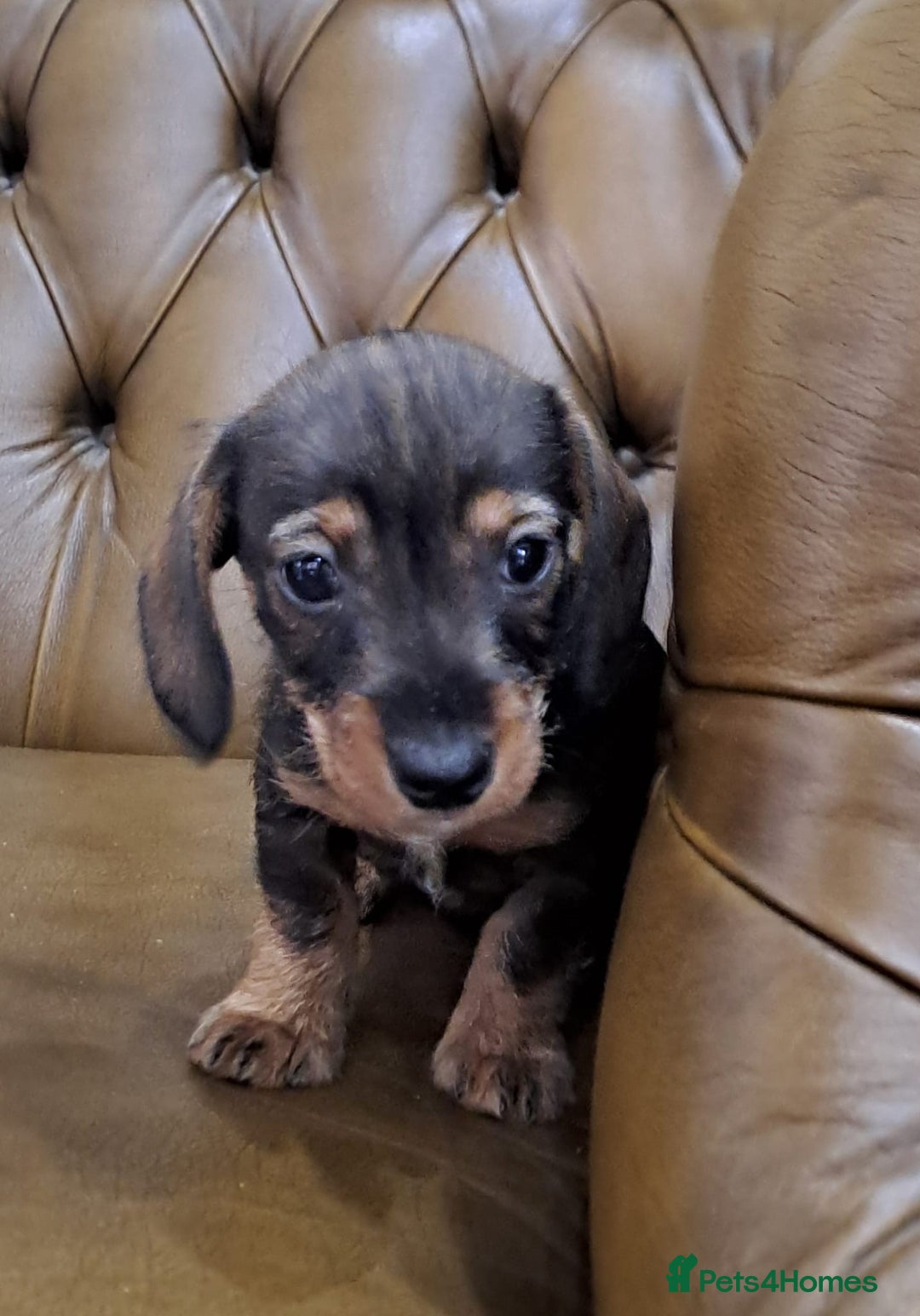 Miniature Dachshund dogs for sale: Wired hair miniature Dachshunds  - Image 6