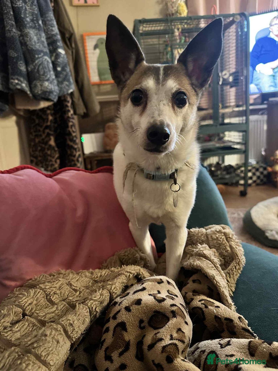 Mixed Breed dogs for adoption: Tia - Taverham Norfolk  - Advert 12