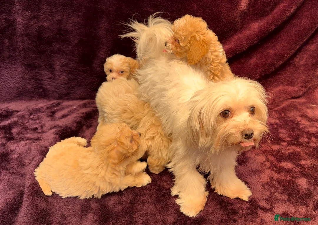 Maltipoo dogs for sale: 💙Maltipoo F1💜 in Hornchurch - Advert 19