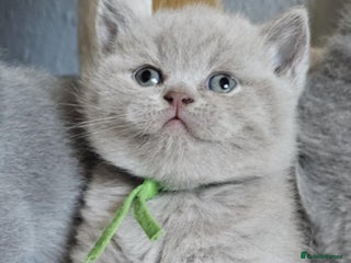 British Shorthair cats High-Quality British Shorthair Kittens GCCF🐾 - Advert 3