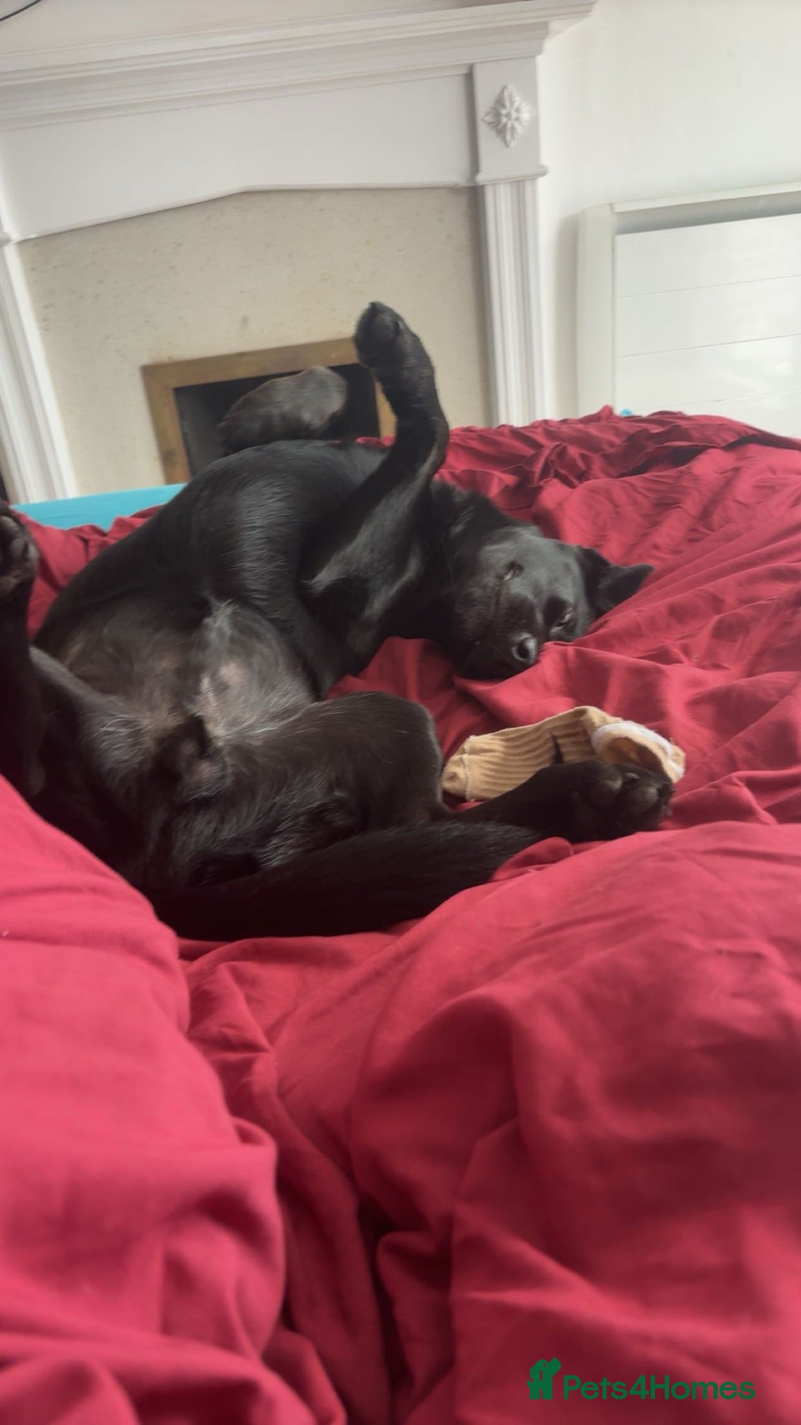 Mixed Breed dogs Loving dog for sale - Advert 6