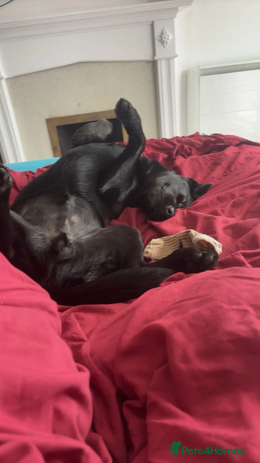 Mixed Breed dogs for sale: Loving dog for sale in Sleaford - Advert 1