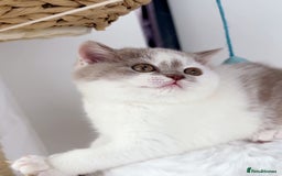 British Shorthair cats for sale: GCCF British Short Hair Kittens, Stunning Colors  - Image 9