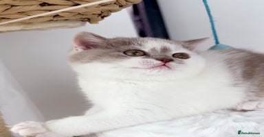British Shorthair cats - Advert 13