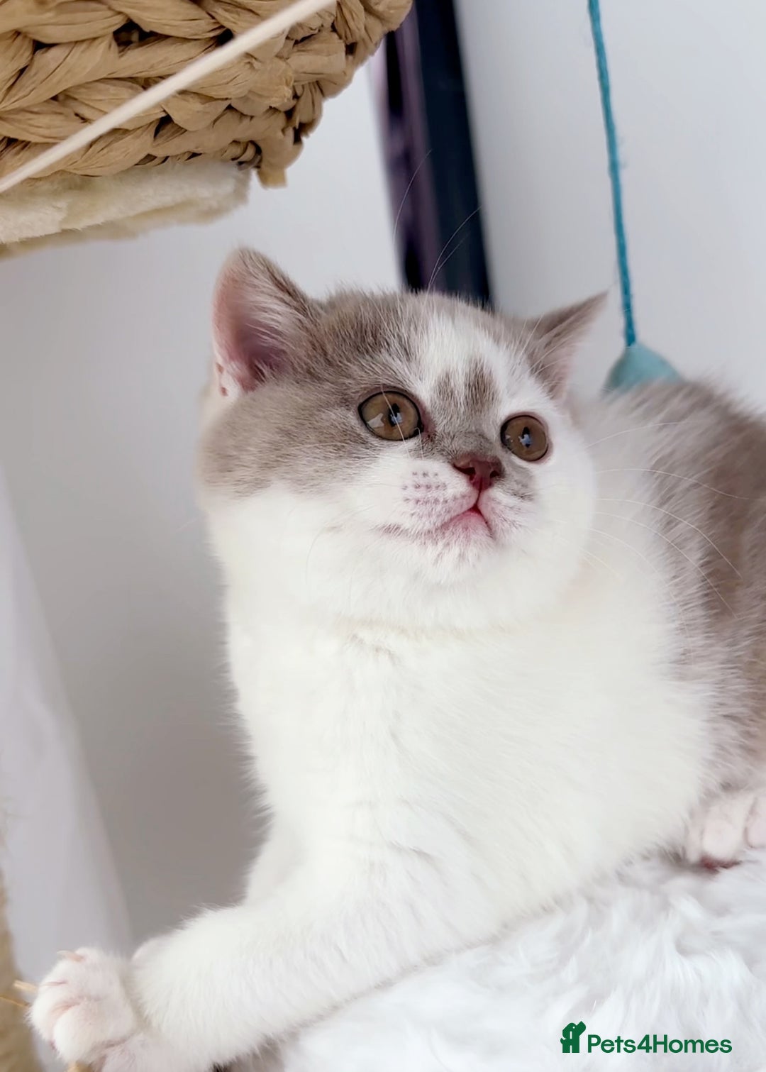 British Shorthair cats for sale: GCCF British Short Hair Kittens, Stunning Colors  - Image 9