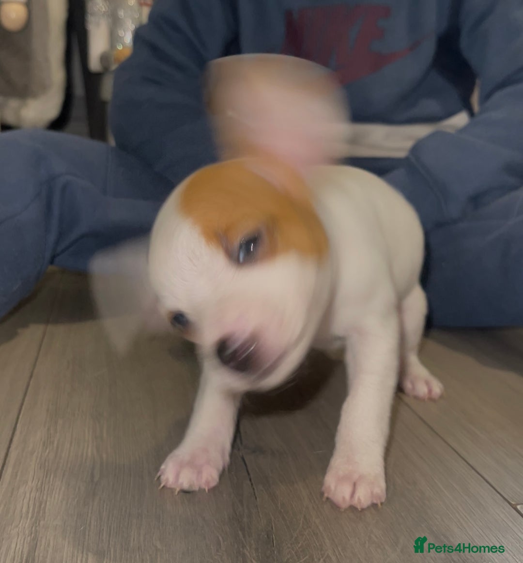 Jack Russell dogs for sale: READY NOW! OutstandingJack Russell puppies - Advert 4