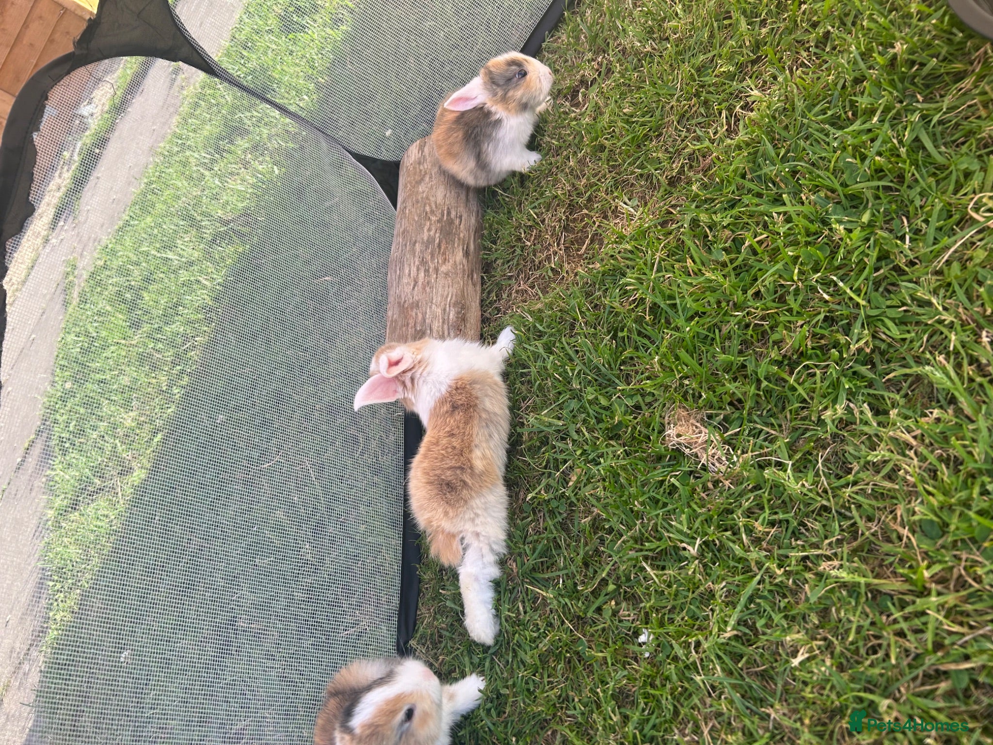 Mini Lop rabbits Beautiful French-mini lops - Advert 1