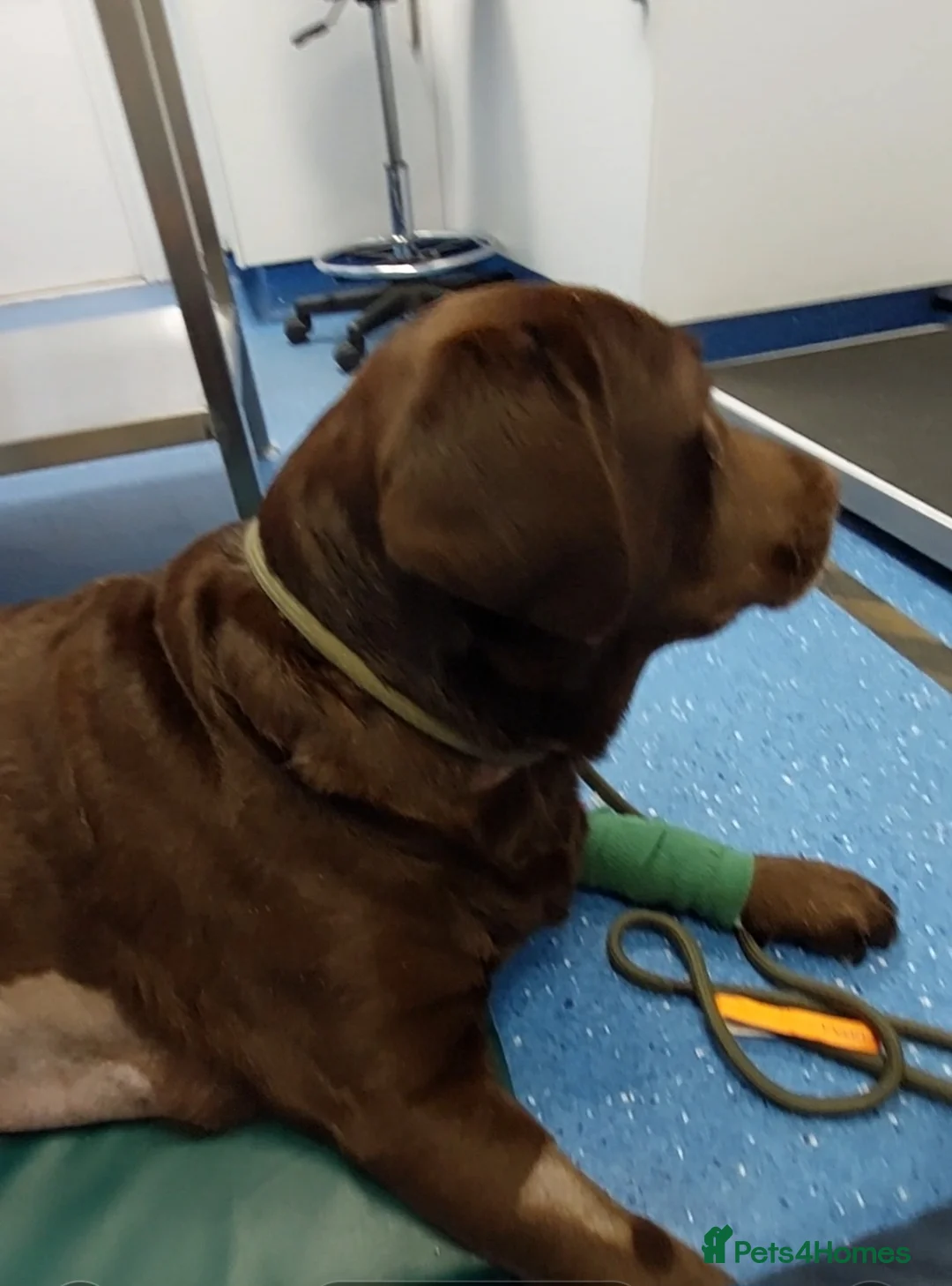 Labrador Retriever dogs for sale: Pedigree labrador puppies for sale  - Advert 3