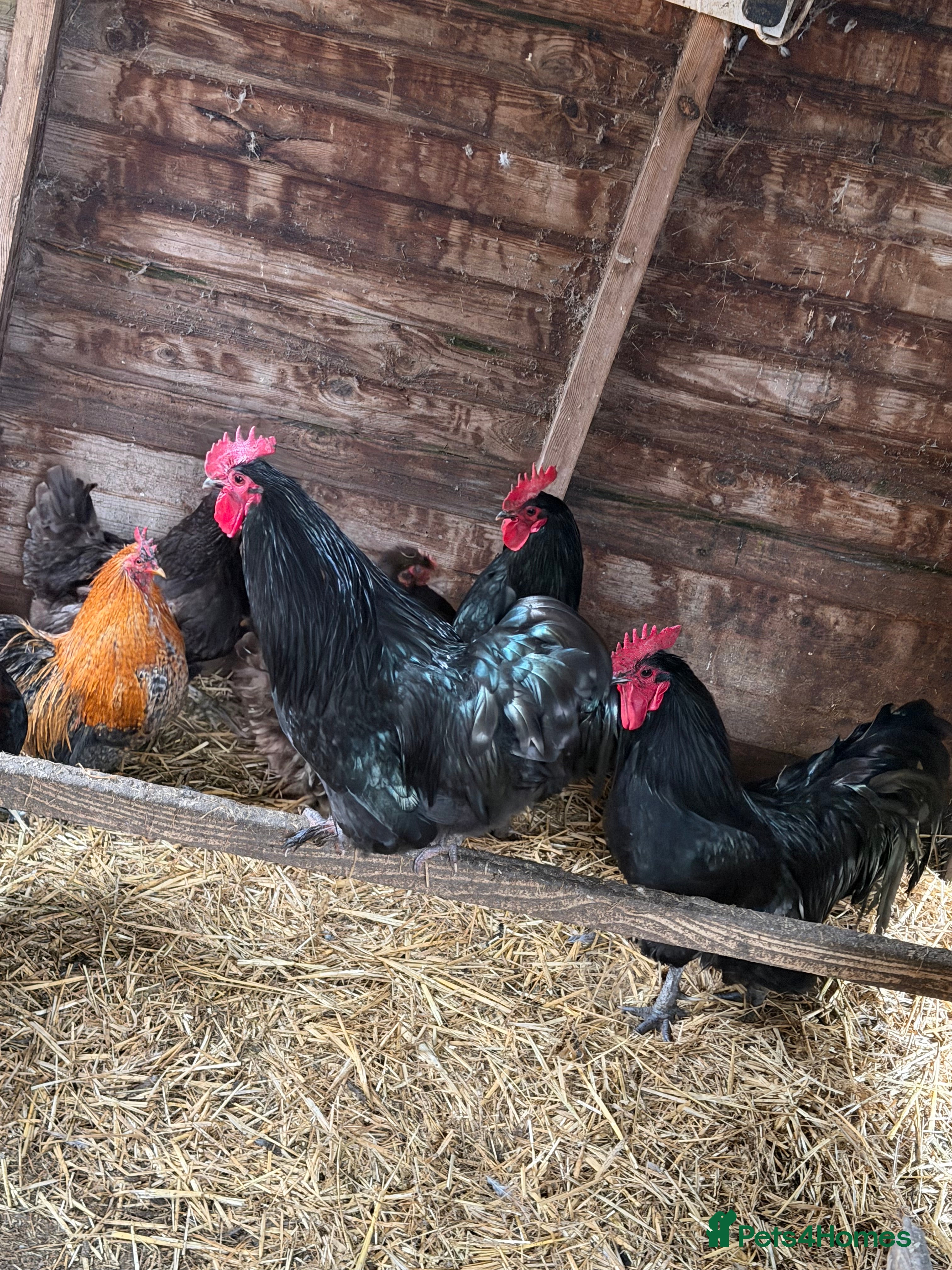 Chickens poultry Cockerels  - Advert 2