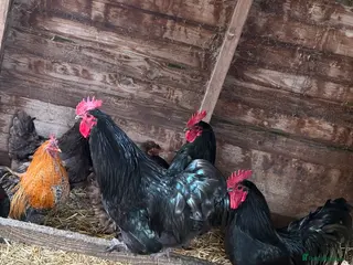 Chickens poultry Cockerels - Advert 2