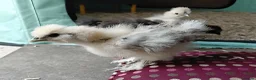 Chickens poultry for sale: Pure Silkie Chicks - Advert 1