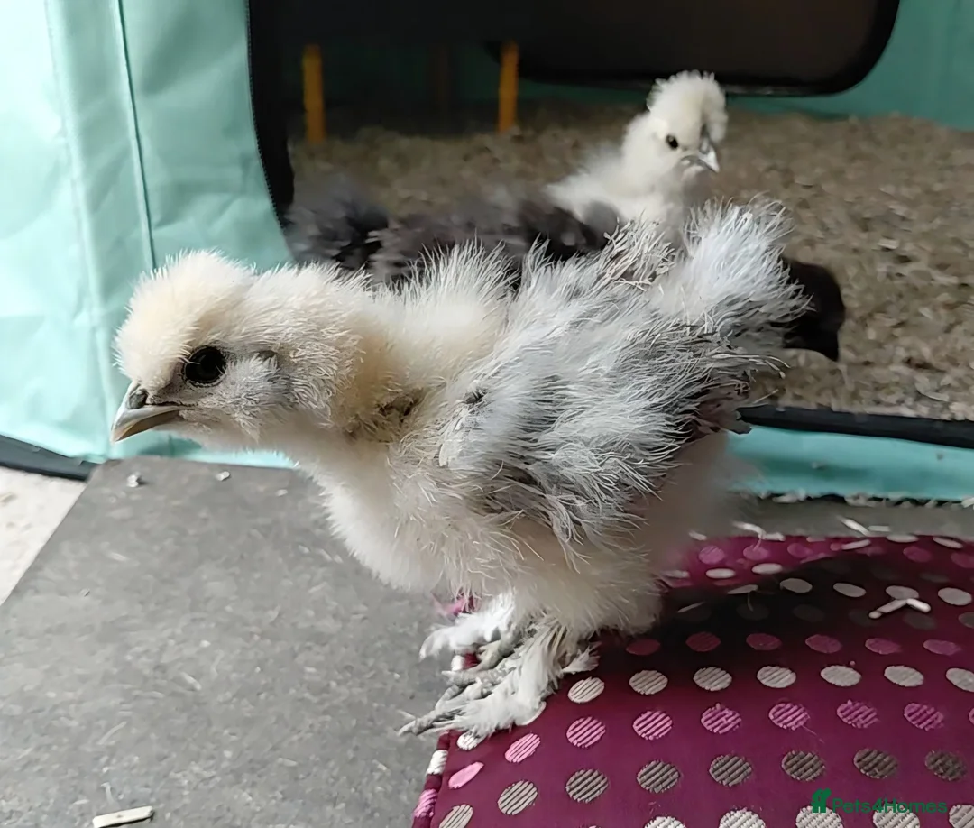 Chickens poultry for sale: Pure Silkie Chicks - Advert 1
