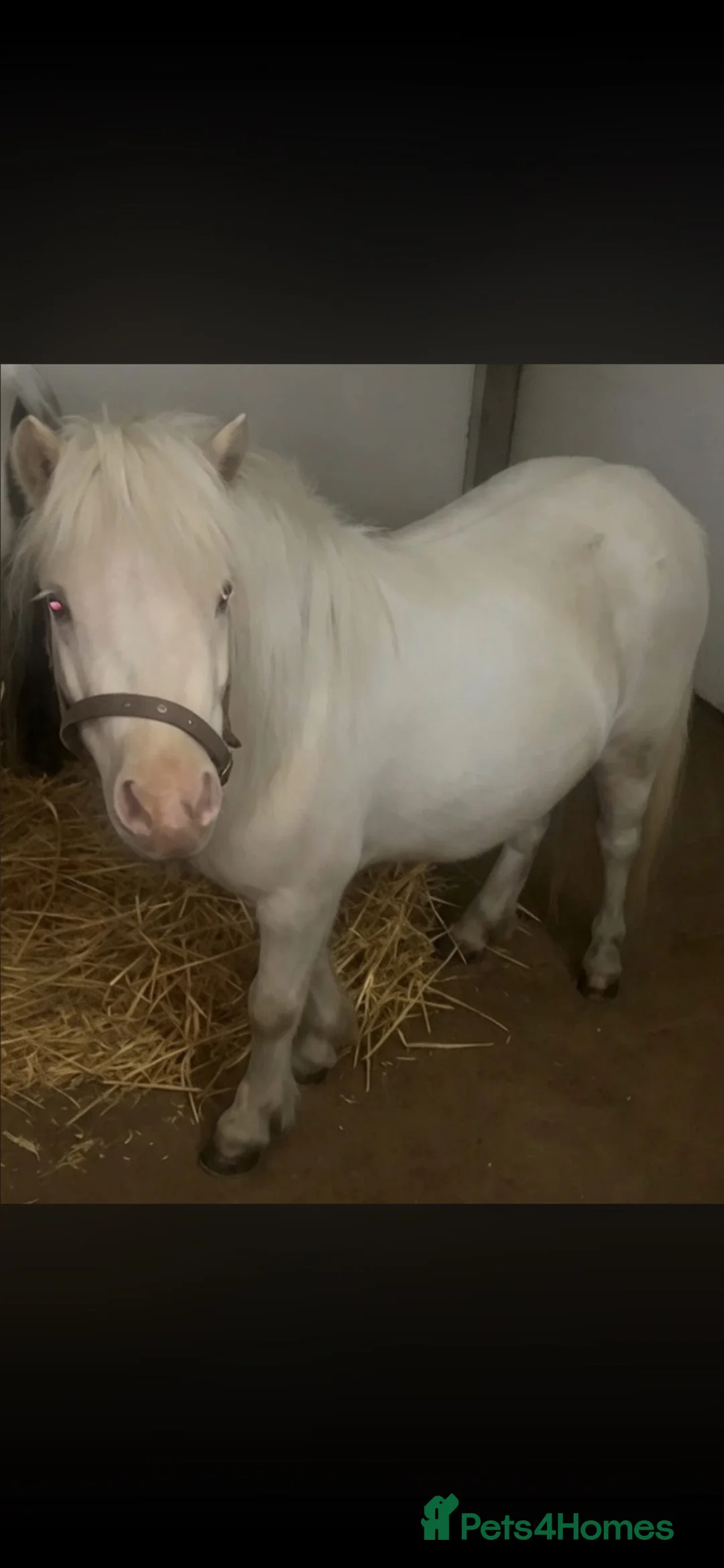 Shetland pony horses for sale: Shetland filly - Advert 3