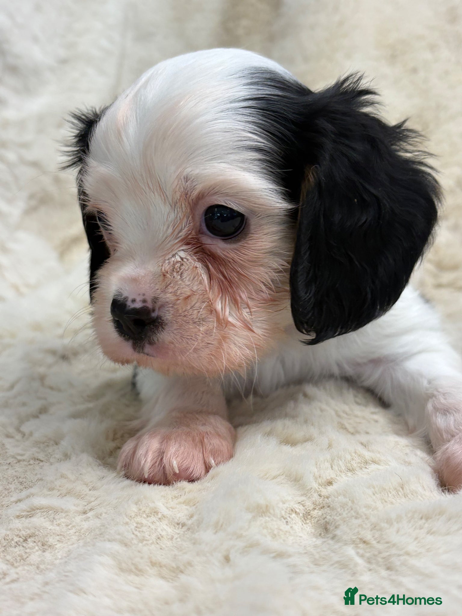 Cavalier King Charles Spaniel dogs for sale: Health tested cavalier pups  - Advert 20