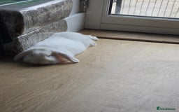 Rex rabbits for sale: 5 week old baby bunnies  - Advert 8