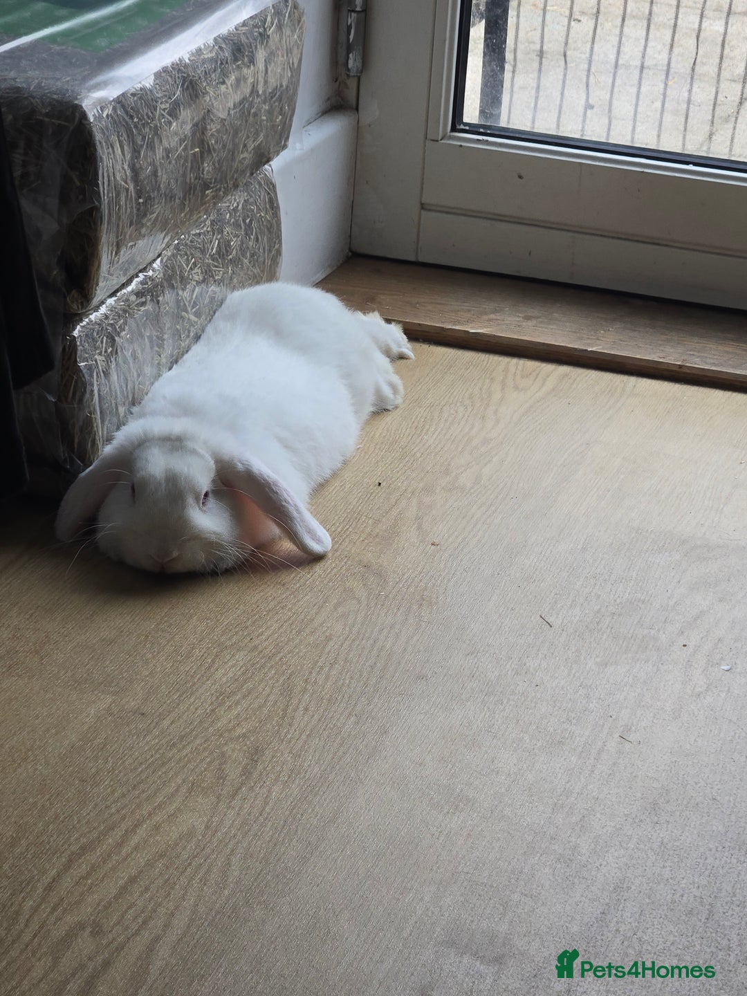 Rex rabbits for sale: 5 week old baby bunnies  - Advert 8