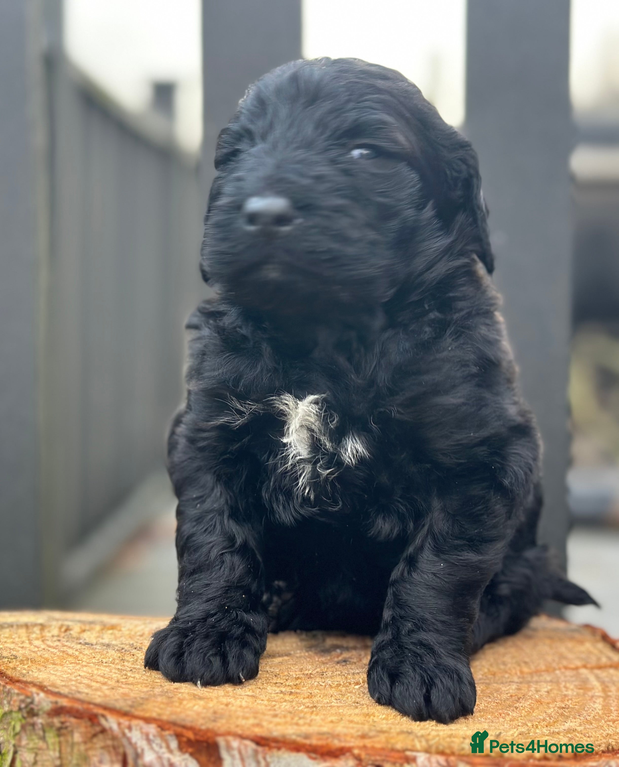 Mixed Breed dogs F1B STANDARD PRA CLEAR STBERNADOODLE - Advert 9